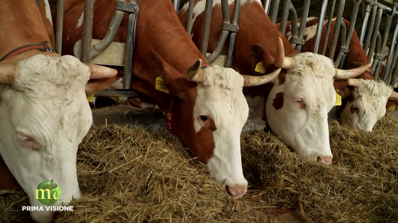 Mucche La Sisile azienda agricola biologica La Sisile ospite a Mela Verde