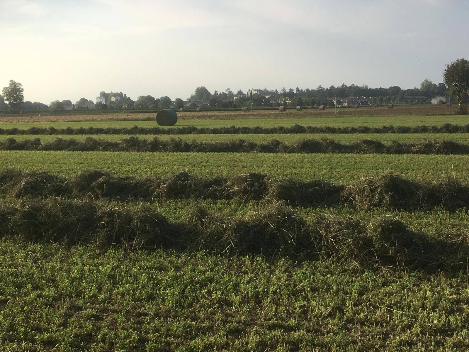 fieni bio e prati stabili azienda agricola biologica