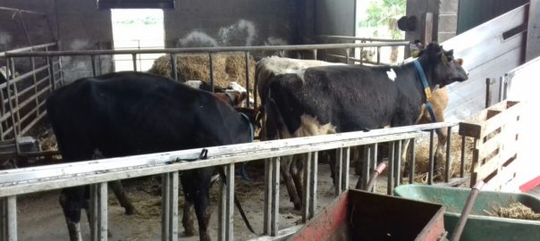 mucche a malga montasio