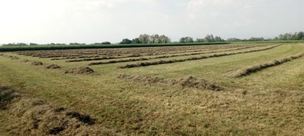 foraggio bio