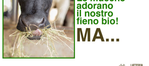 Immagine copertina Biomassa con mucca